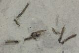 Fossil Crane Fly (Pronophlebia) Cluster- Green River Formation - #108816-3
